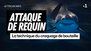 🦈Attaque de requin en Nouvelle-Calédonie : le “craquage de bouteille” pointé du doigt