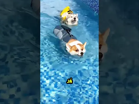 Esses Cachorros Enfrentaram o Desafio de Natação! 🐶😱