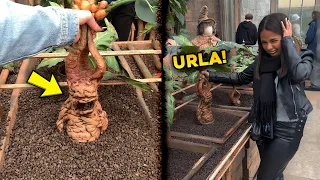 NON TIRARE MAI QUESTA PIANTA! 😱