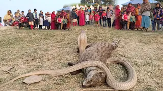एक चिता को नाग नागिन ने काट लिया और मार डाला जिसे देखकर गांव वाले अचंभित हो गए #cobra & #tiger fight