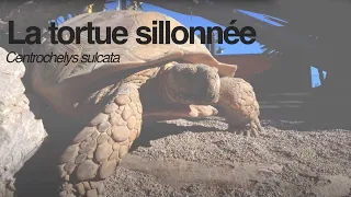 LA TORTUES SILLONNÉE
