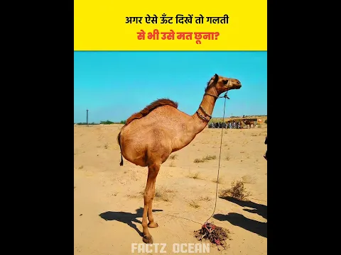 Agar Ye Unt Dikhe To Hath Bhi Mat Lagana? 😱|