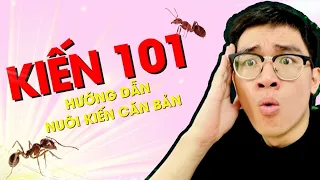KIẾN 101 HƯỚNG DẪN nuôi KIẾN dành cho NGƯỜI MỚI |Thèm Bò Sát