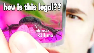 Giving Tortured Frogs a Real Ecosystem