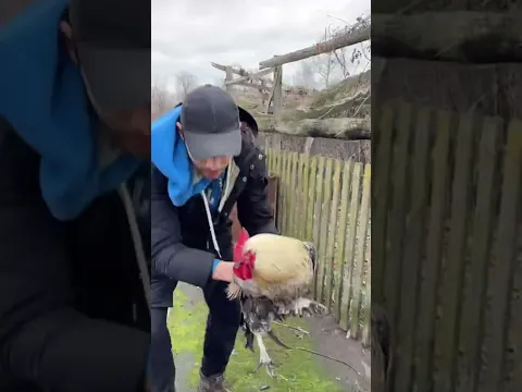 Гипнотизирую петуха (часть 2)