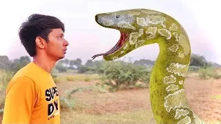 Anaconda Snake Attack In Real Life