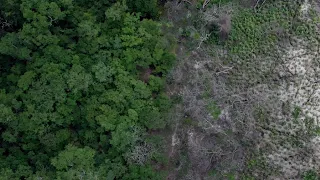 Using forest business to restore forest values