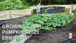 Growing Giant Pumpkins 2023 Episode 5 - Vine Burying