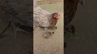 മയിലിന്റെ കുഞ്ഞുങ്ങൾക്ക് എന്ത് പറ്റി 🦚🔥