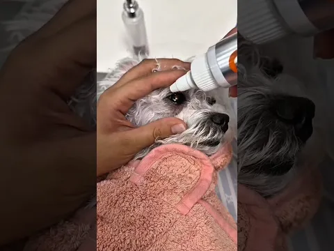 Mamãe Colocou Remédio nos Meus Olhinhos! 🐶💧