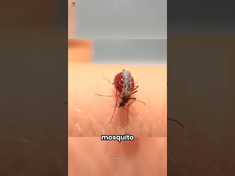 How does a mosquito drink blood?