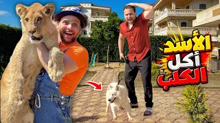 اكتشفنا ان الاسد أكل الكلب😱والسبب حمادة الاخ الصغير😳 | محمد اليماني 👑🦁