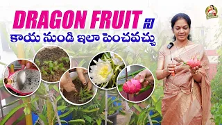 Tips to grow Dragon Fruit /seed to harvest