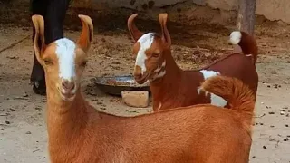 Teddy bakriyon Ki Mandi 5000 ka baccha 18 January 2022  taddi barbari Bakri ka form