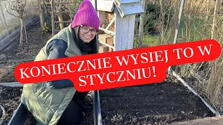 KONIECZNIE WYSIEJ TO NA POCZĄTKU STYCZNIA. CO SIAĆ W STYCZNIU. UPRAWA PIETRUSZKI. PŁODOZMIAN