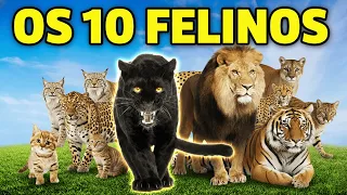 Os FELINOS Mais INCRÍVEIS do Mundo! | Aprenda Sobre os ANIMAIS SELVAGENS