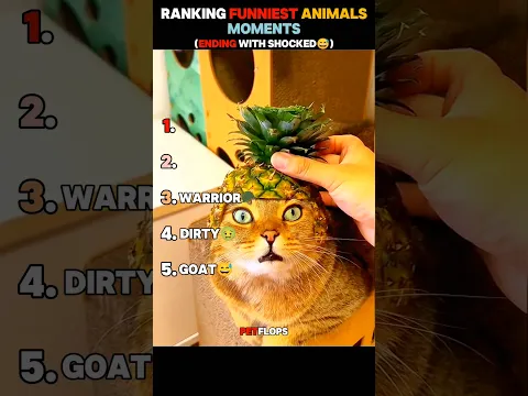 "Funniest Animals Moments😆"