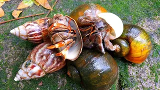 HUNTING SNAIL! Berburu Bekicot, Keong Mas, Keong Sawah Dan Kelomang [Keong Bekicot Siput Kelomang]