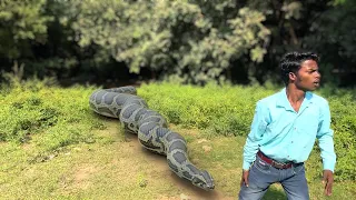 Anaconda Snake Attack In Real Life 5