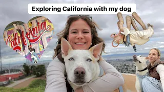 Taking my dog to the beach and the big city for the first time!!🏖️🏙️