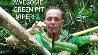 Snake Discovery Green Pit Viper wants to live in your Bathroom! 🐍