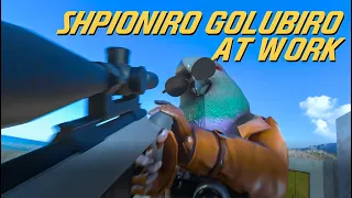 SHPIONIRO GOLUBIRO AT WORK