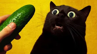 So you really want a CAT? Are you sure?? 😻