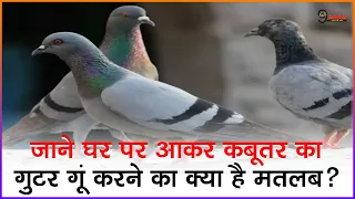 क्या कबूतर आपके भी घर पर आकर करता है गुटर गूं? जान लें इसका अर्थ, दे रहा है भविष्य का बड़ा संकेत
