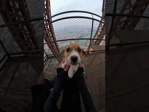 🐶Saving A Puppy From The Top Of The Eiffel Tower  🇫🇷🗼