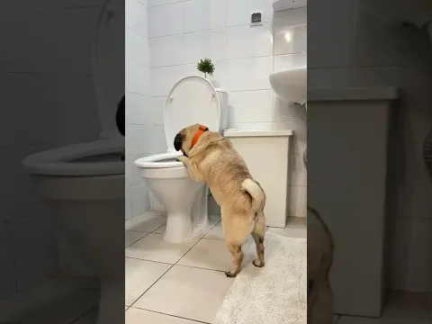 ДЖОНИ ПЬЕТ ВОДУ ТОЛЬКО ИЗ УНИТАЗА?🤢