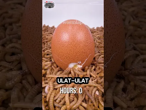 Telur Rebus Ini Hilang Dimakan Ribuan Ulat!