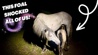 AUCTION MARE GIVES BIRTH TO A MYSTERY FOAL!!!