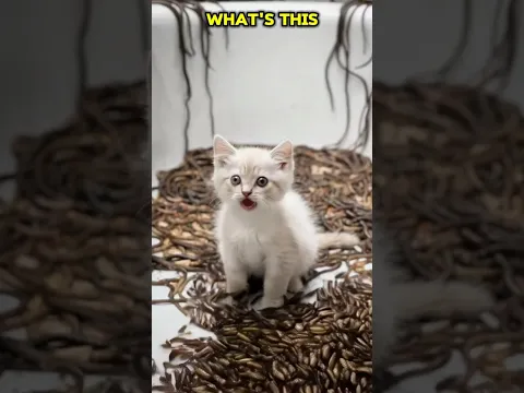 The kitten ate a worm #catshorts #cat #animation