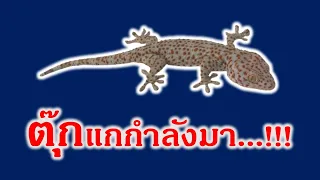 เพลงเด็ก ตุ๊กแกกำลังมา
