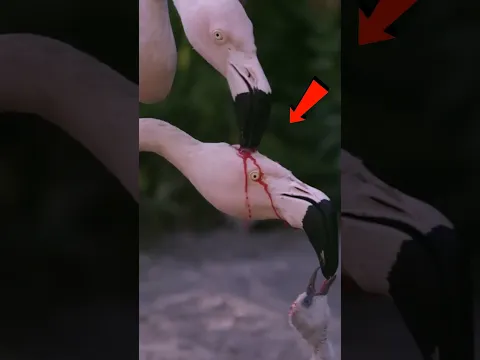 3 Animales que Alimentan a sus Crías de Formas Tan Extrañas que Parecen Falsas 😱