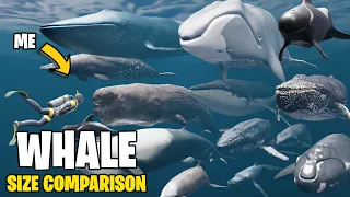 Whale Size Comparison in 3D | Orca vs Sperm Whale vs Blue Whale