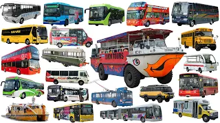 School Bus, City Bus, Coach, Police Bus | Bus name collection - Learning Vehicle Types of Bus