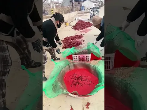 Traditional Chinese Herb Prep: Manual Seed Coating for Baizhu (Pest Protection + Better Germination)