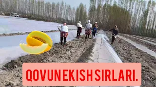 4-aprel, 2022       QOVUN EKISH       SIRLARI  2-QSIM.