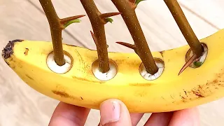 شاهد كيف يتم زراعة اقلام الجهنمية Watch how bougainvillea pens are cultivated