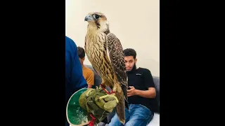  مزاد علني لبيع طير طبرق  بتاريخ 31/10/2021يصل الى 2مليون و250 الف دينار ليبي للتاجر محمد السعداوي
