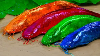 Stop Motion ASMR Relaxing - Colorful Catfish Chasing Kol Fun Under Mukbang Mukbang Primitive Cooking