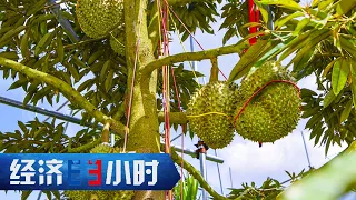 国产榴莲来了！一颗榴莲能卖千元！9年摸索终于扎根，海南榴莲惊喜连连 「经济半小时」20230731 | 财经风云