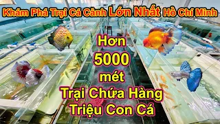 Khám Phá Trại Cá Lớn Nhất Hồ Chí Minh | Siêu Thị Cá 5000 mét vuông | Châu Tống Fish Farm