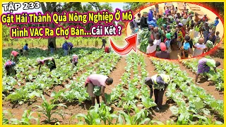Gặt Hái Thành Nông Nghiệp Trong Mô Hình VAC Ra Chợ Bán Thử và … Cái Kết ?