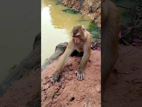lovely Animals Are Famous, Best SokYaa Video #shorts