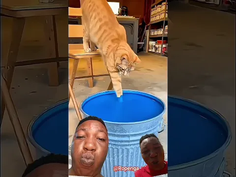 Have You Ever Seen Blue Cat😂 #funny #cat #fyp