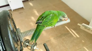 Cara Mengajari Bayi Burung Beo Anda untuk Terbang | Animal Cute