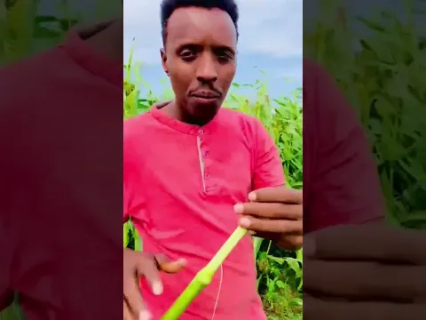 Gobolka gabiley