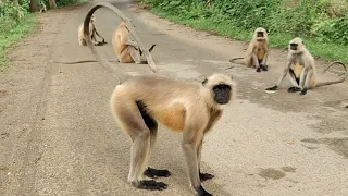 Curious Langur Troop Waiting on the Forest Road | Amazing Wildlife Moment